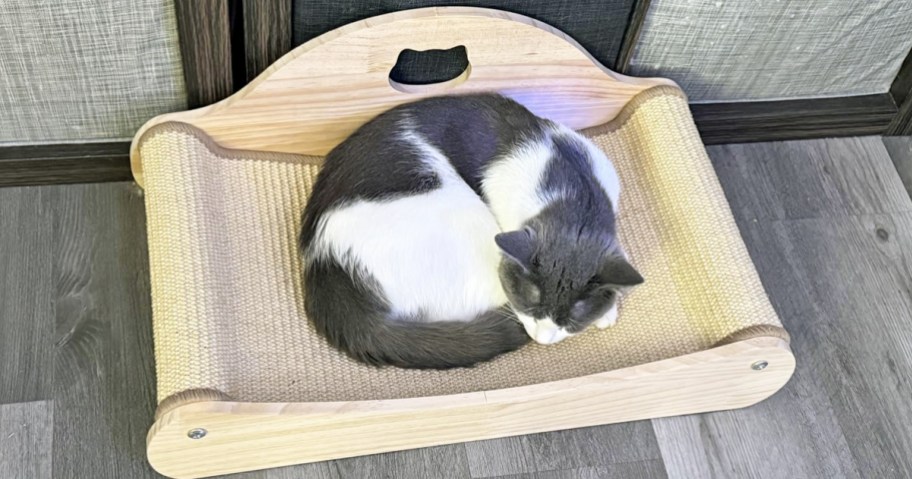 cat laying on a scratcher bed