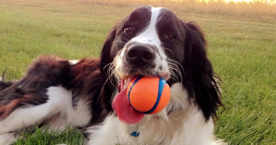 dog laying in grass with orange and blue ball in its mouth