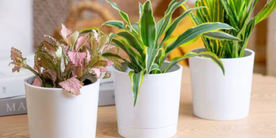 Home Depot Deals of the Day | Save on Costa Farm Live Plants, Patio Furniture & More