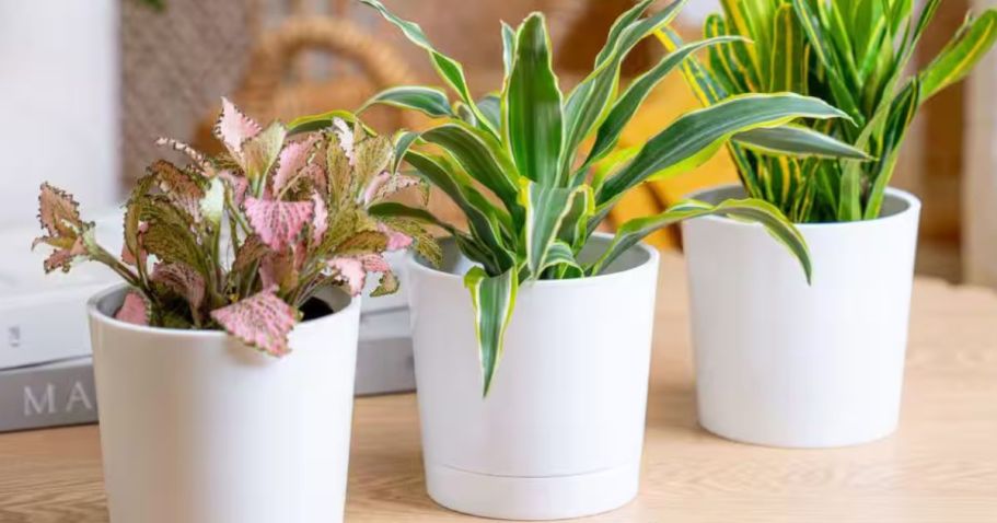 Home Depot Deals of the Day | Save on Costa Farm Live Plants, Patio Furniture & More