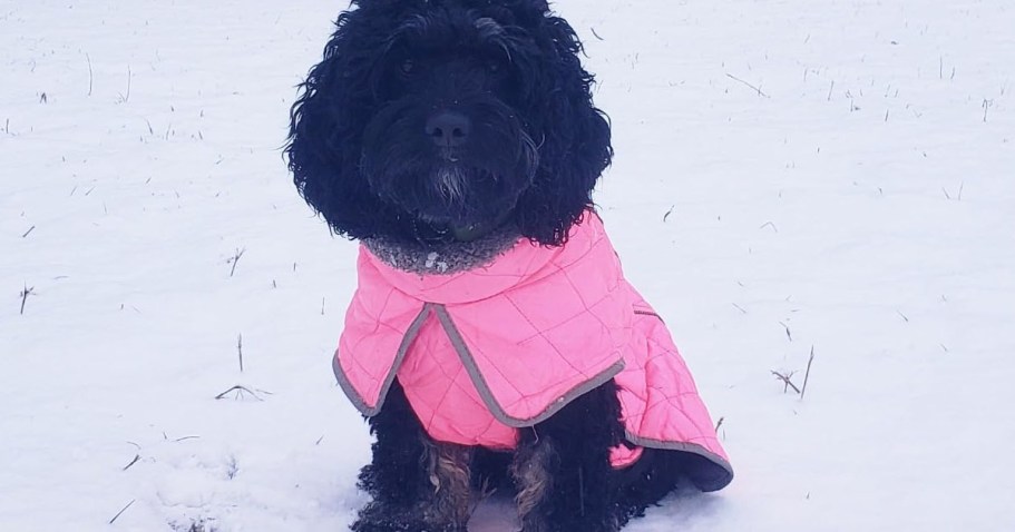 Water-Repellant Pet Coats from $14.49 on Amazon (Reg. $29)