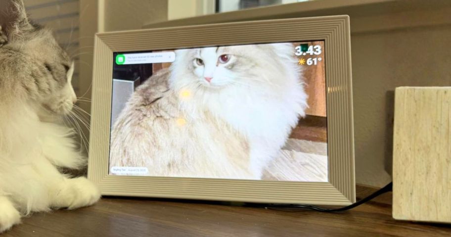 cat looking at digital picture frame on desk