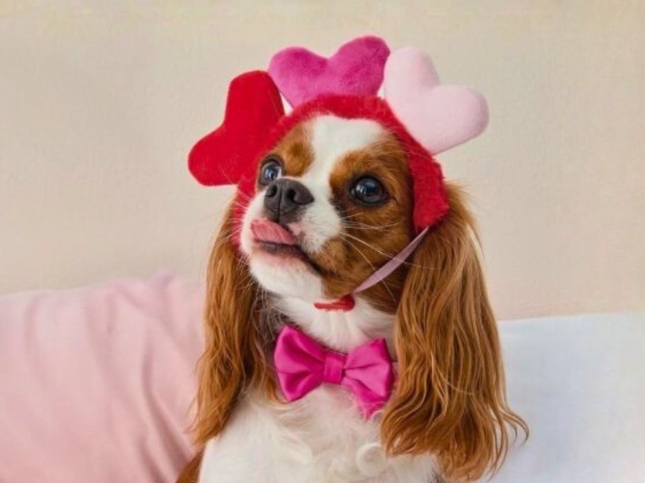 a dog with a heart headband and pink bow tie on