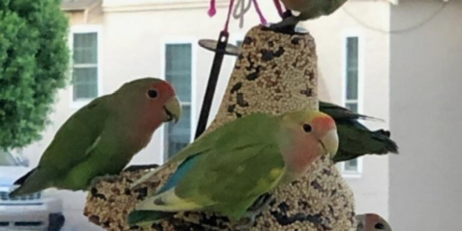 Kaytee Wild Bird Seed Bell Only $3.79 Shipped on Amazon (Reg. $13)