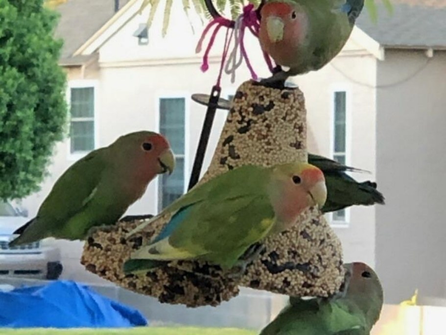 Kaytee Wild Bird Seed Bell Only $3.79 Shipped on Amazon (Reg. $13)