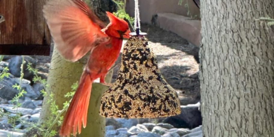 5 Amazon Top Sellers from Yesterday You Can Still Grab