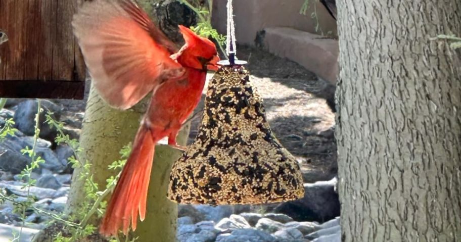 cardinal eating off of Kaytee Wild Bird Nut & Fruit Seed Treat Bell