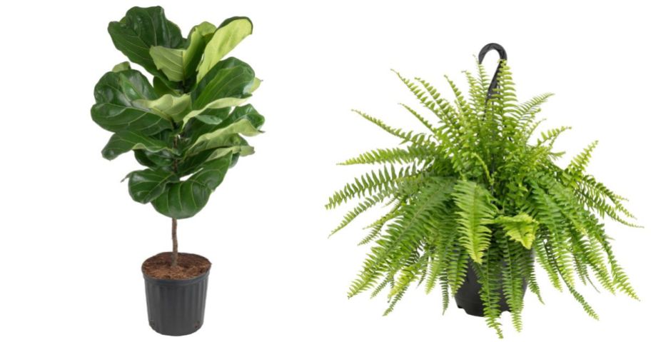 stock image of Lowes plants