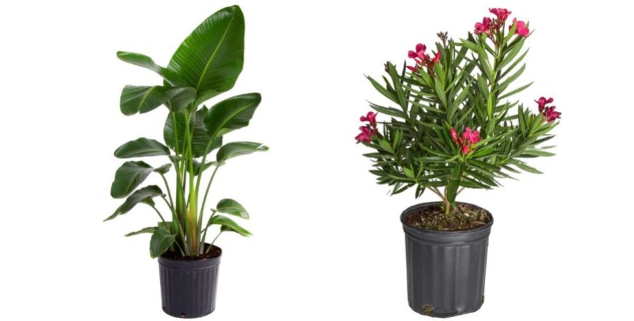 Two different Lowes plants