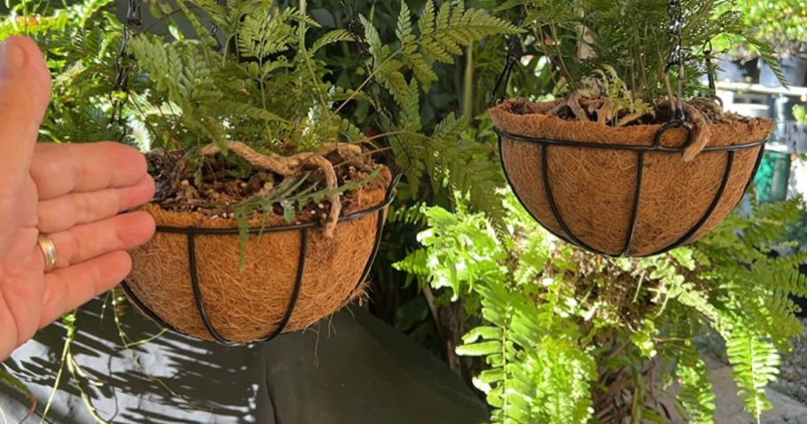 Metal Hanging Baskets with Coconut Liners