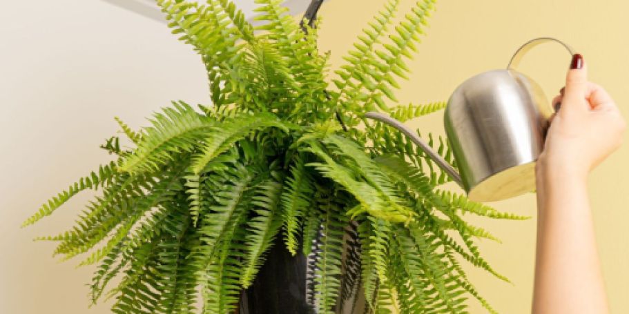 Up to 50% Off Costa Farms Plants + Free Shipping on Lowes.com