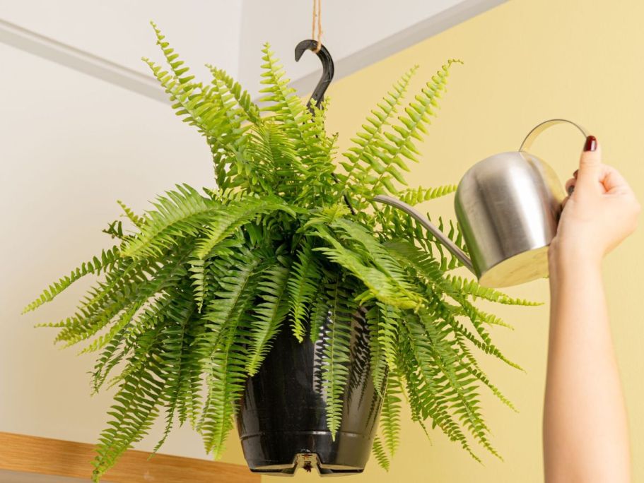 Up to 50% Off Costa Farms Plants + Free Shipping on Lowes.com