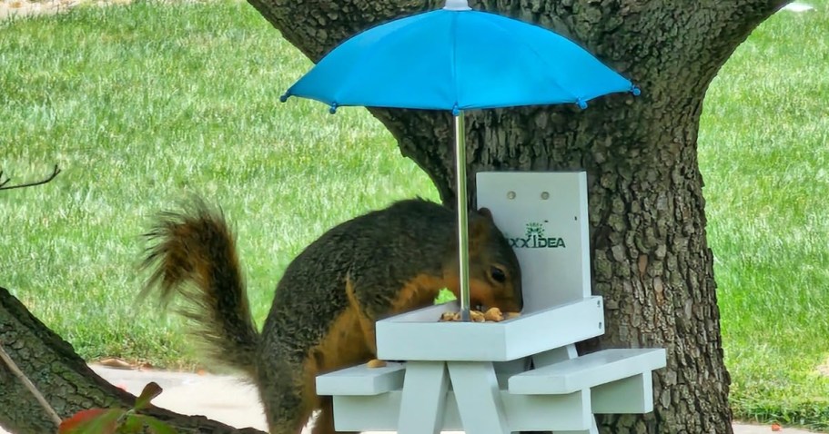 Squirrel Feeder Table Just $9.74 Shipped on Amazon