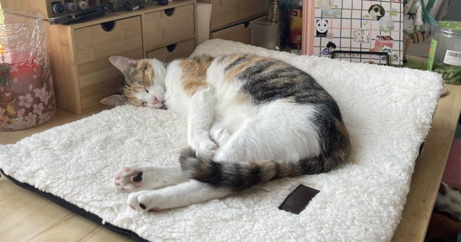 Cat sleeping on a Warming Cat Bed