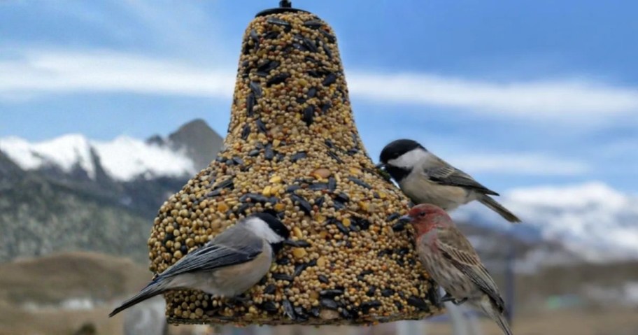 3 Chickadees on Bird Seed Species