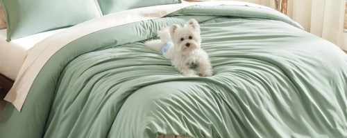 green and white comforters and white dog on bed