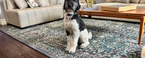 A black and white dog sits on a floral patterned rug in a cozy living room with a beige leather couch and a wooden coffee table in the background.