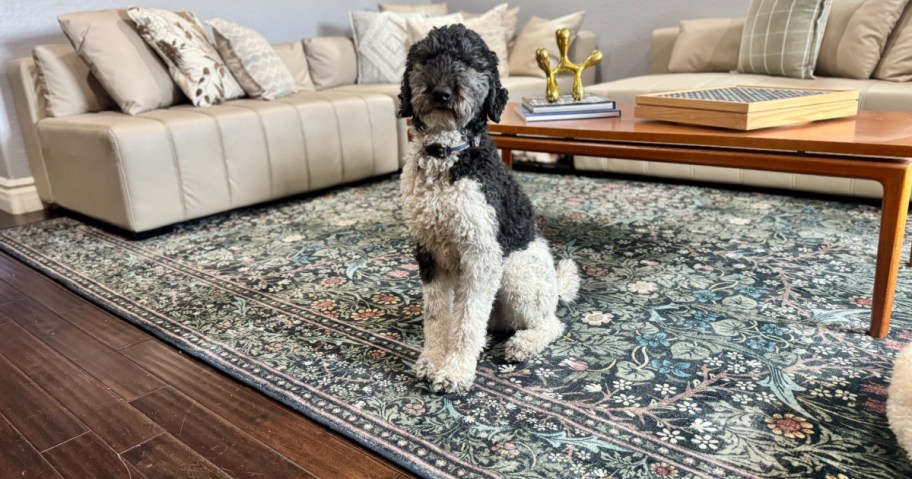 Black and white dog sitting on a floral rug in cozy living room with beige leather sofa and wooden coffee table in the background.