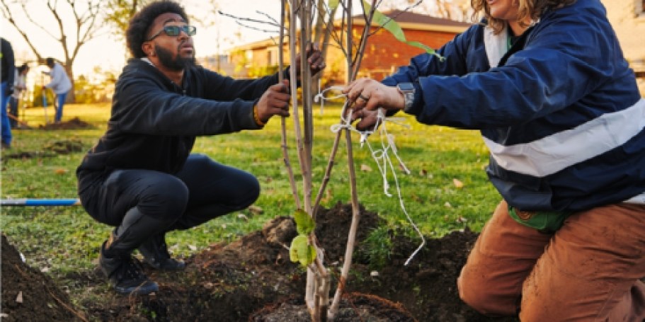 WOW! Score 10 FREE Trees w/ $20 Arbor Day Foundation Donation