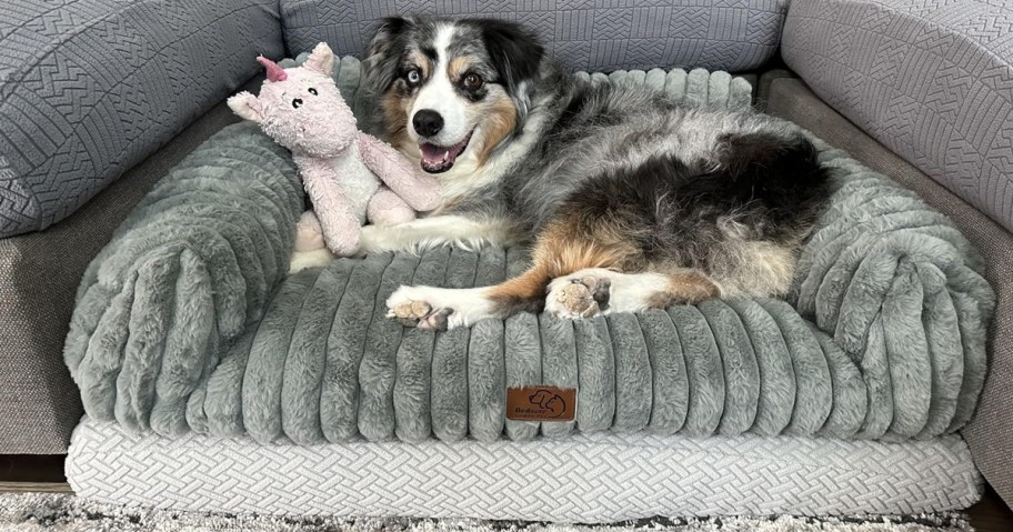 dog laying on a grey pet sofa with a toy