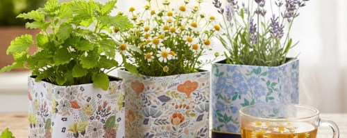 flowers growing in 3 tins near cup of tea