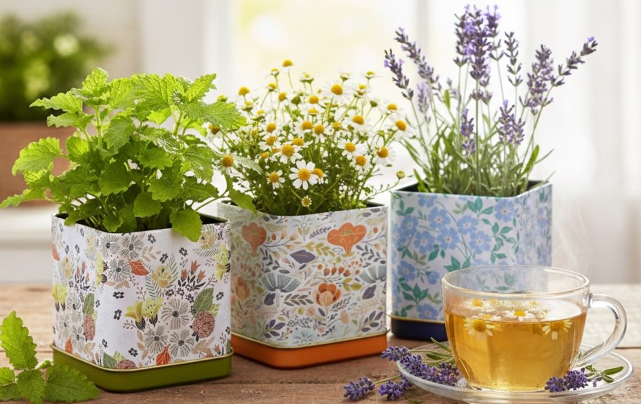 flowers growing in 3 tins near cup of tea