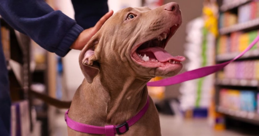 Today Only! 40% Off Petco Dog Leash, Collar, or Harness (Just Bring in Old Ones to Recycle!)