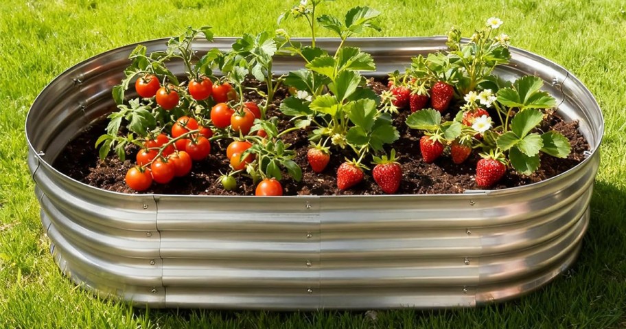 tomatoes and strawberries in a metal raised garden bed