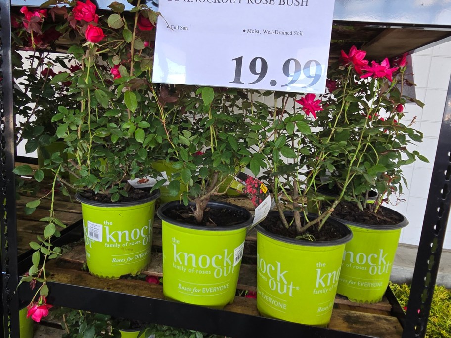 Knockout Rose Bush 2 Gallon