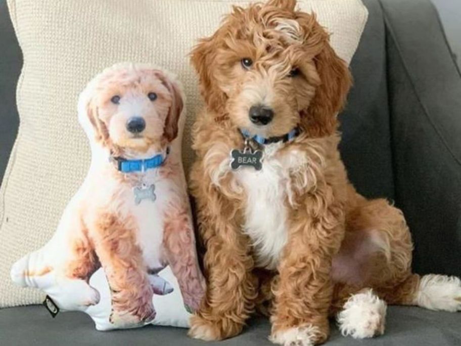 A dog next to a dog pillow