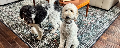 Ruggable Rug with two dogs in a living room