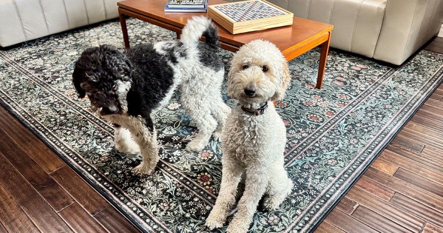 Ruggable Rug with two dogs in a living room