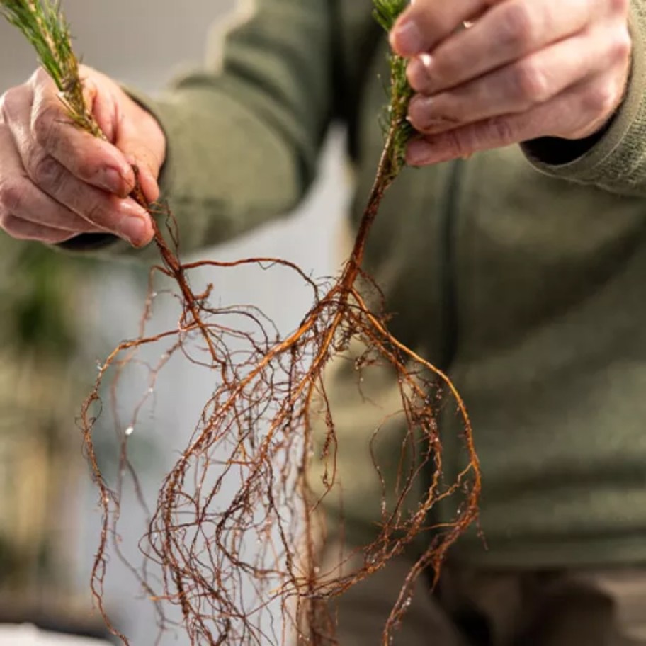 a mans hands holding two bare root trees for planting