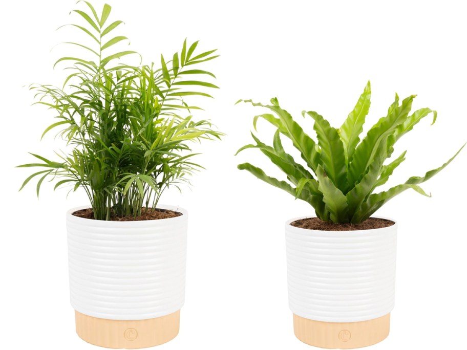 live plants in white pots 