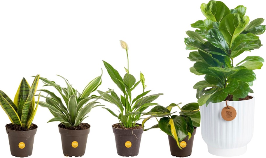 live plants with pots 