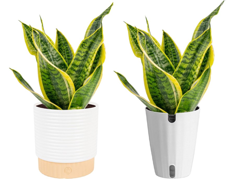 snake plants in white pots 