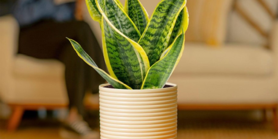 Up to 40% Off Costa Farms Live Potted Plants on Amazon