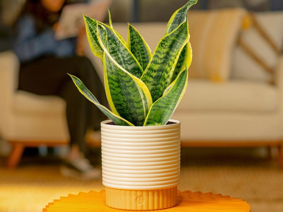 white pot with leaves 