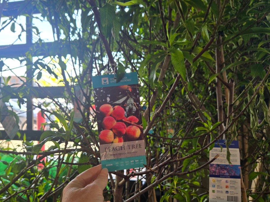 A hand holds a peach tree label with an image of ripe peaches.