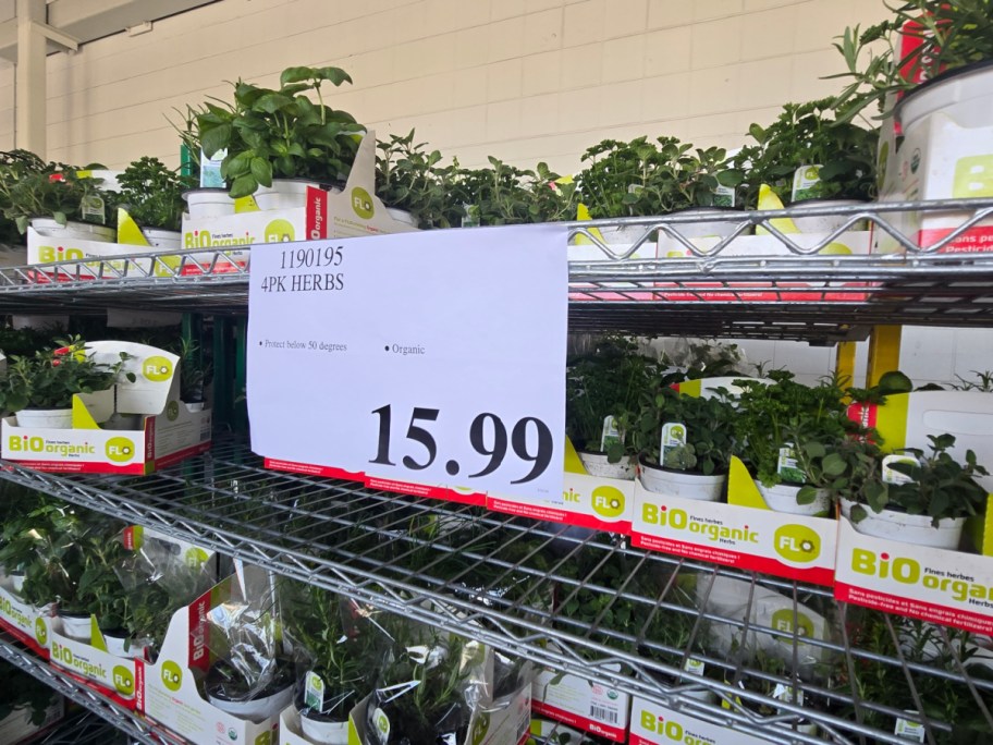 Racks filled with organic herb plants in white containers labeled "BiOrganic." A sign displays "4PK HERBS" priced at $15.99.