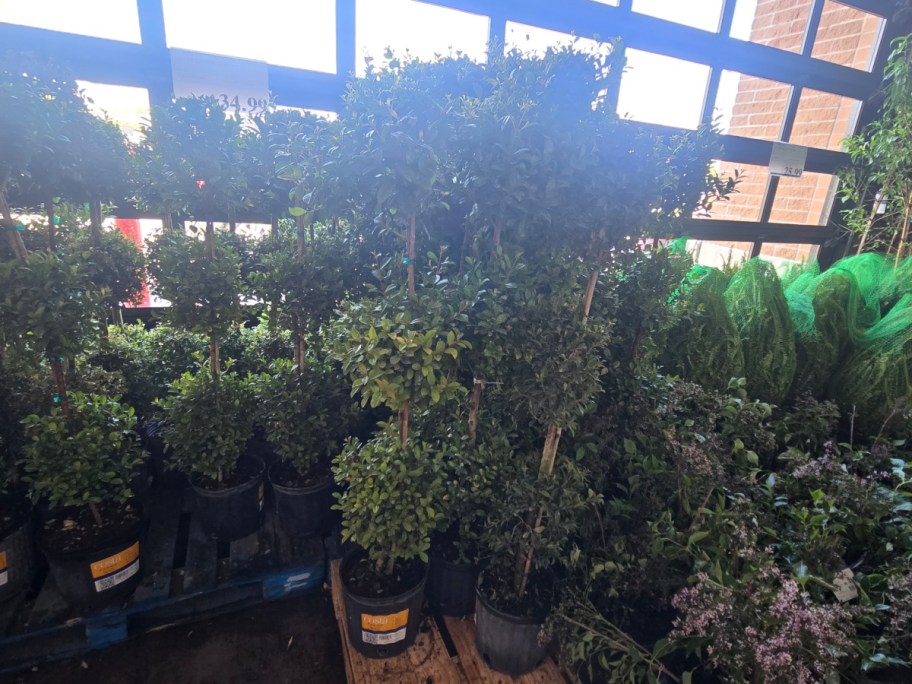 Potted plants with lush green foliage are displayed in Costco near a window.