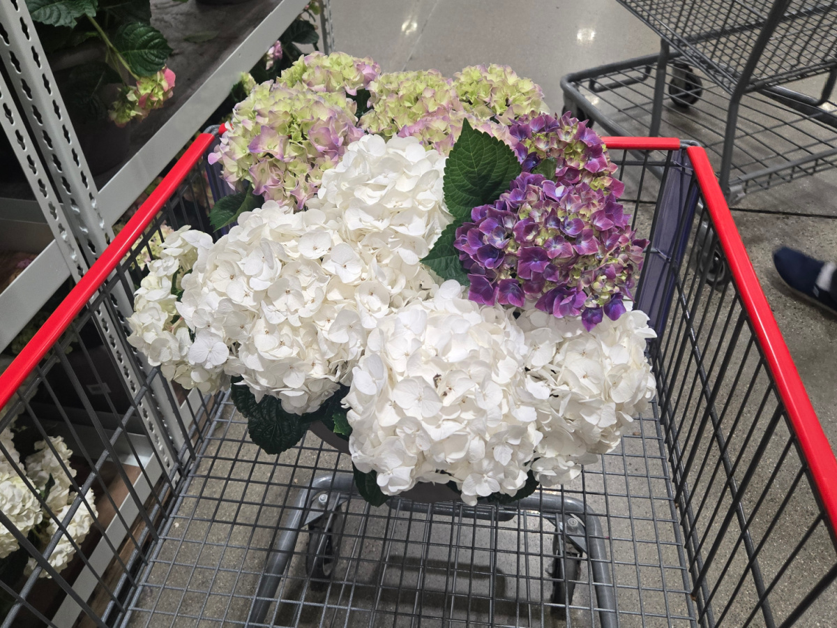 Costco Live Plants: We Spotted Fruit Trees, Hydrangeas, Organic Herbs & More!