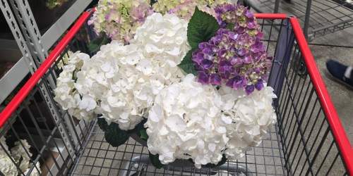 Costco Live Plants: We Spotted Fruit Trees, Hydrangeas, Organic Herbs & More!