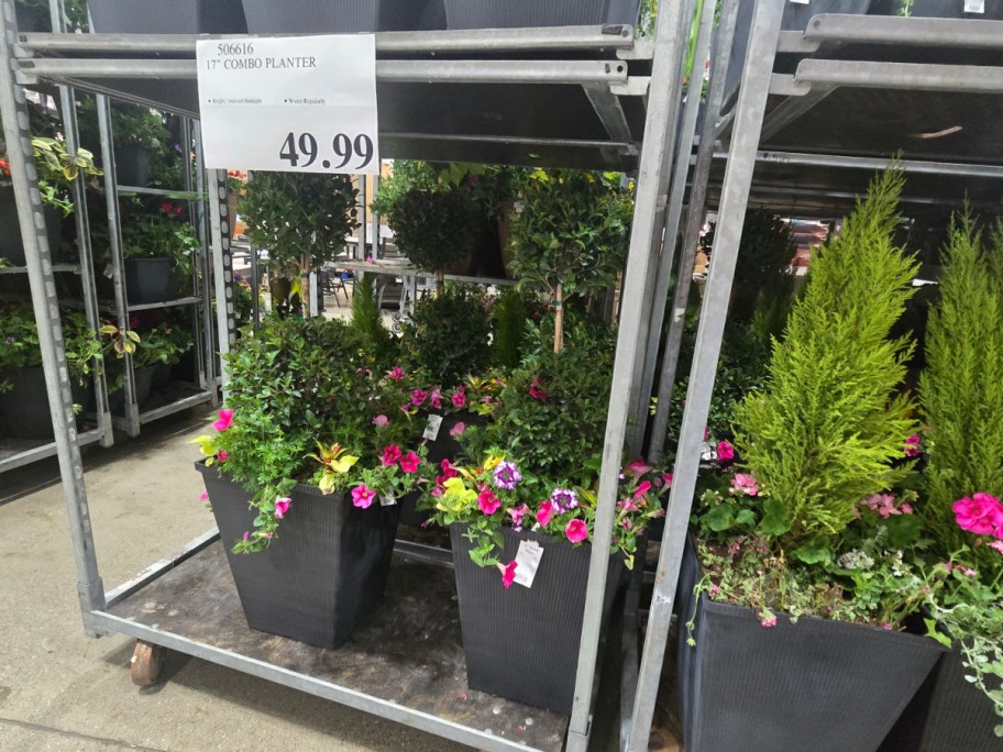 $49.99 planter display with vibrant pink and yellow flowers, lush green foliage and black square pots on metal shelves.
