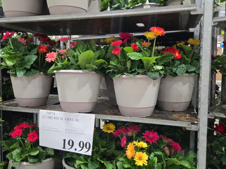 Potted gerbera daisies with vibrant pink, red, and yellow blooms are displayed on metal shelves. A sign shows the price as $19.99 for a 12-inch premium annual.