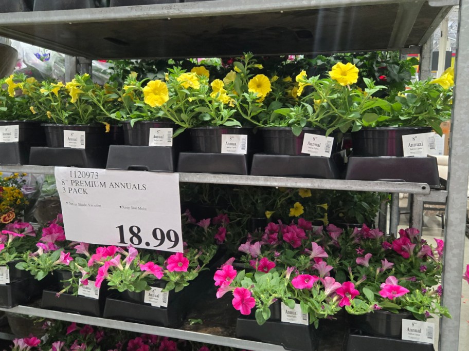 Shelves with pots of vibrant yellow and pink flowers are displayed for sale. A sign reads "8'' Premium Annuals 3 Pack" priced at $18.99.
