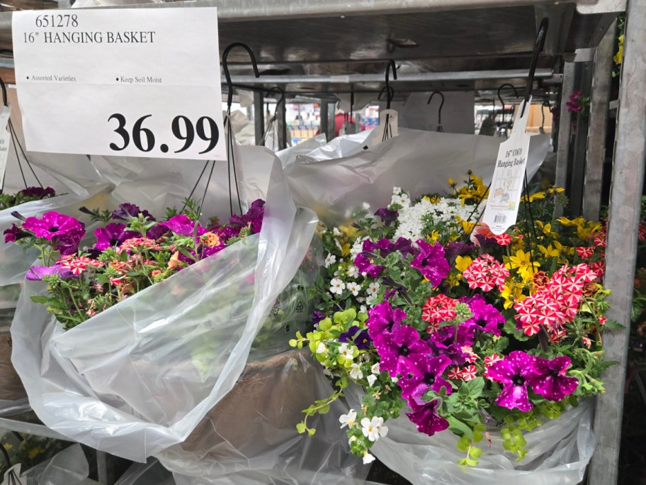 Hanging baskets with vibrant purple, pink, and white flowers, priced at $36.99, displayed in Costco.