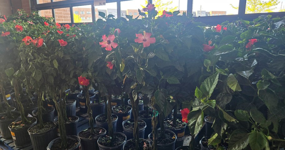 Rows of potted hibiscus plants with lush green leaves and vibrant pink flowers are displayed at Costco.