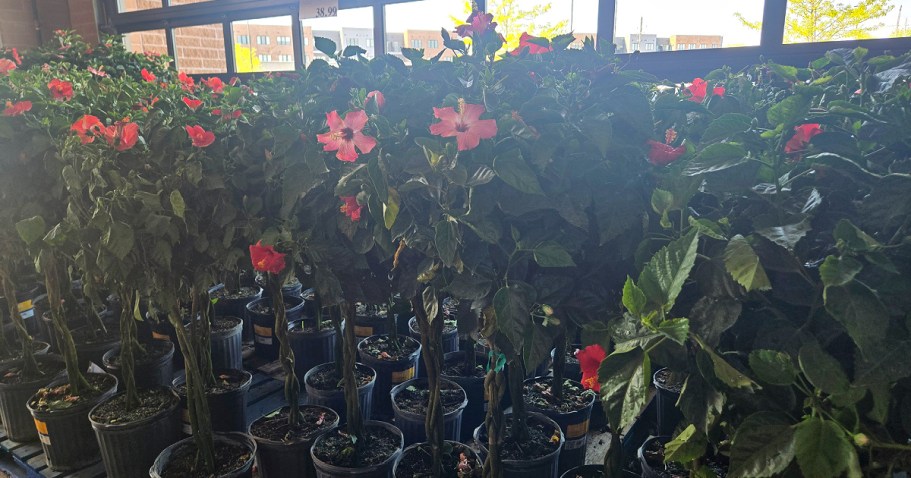 Costco Live Plants: We Spotted Fruit Trees, Organic Herbs & More!