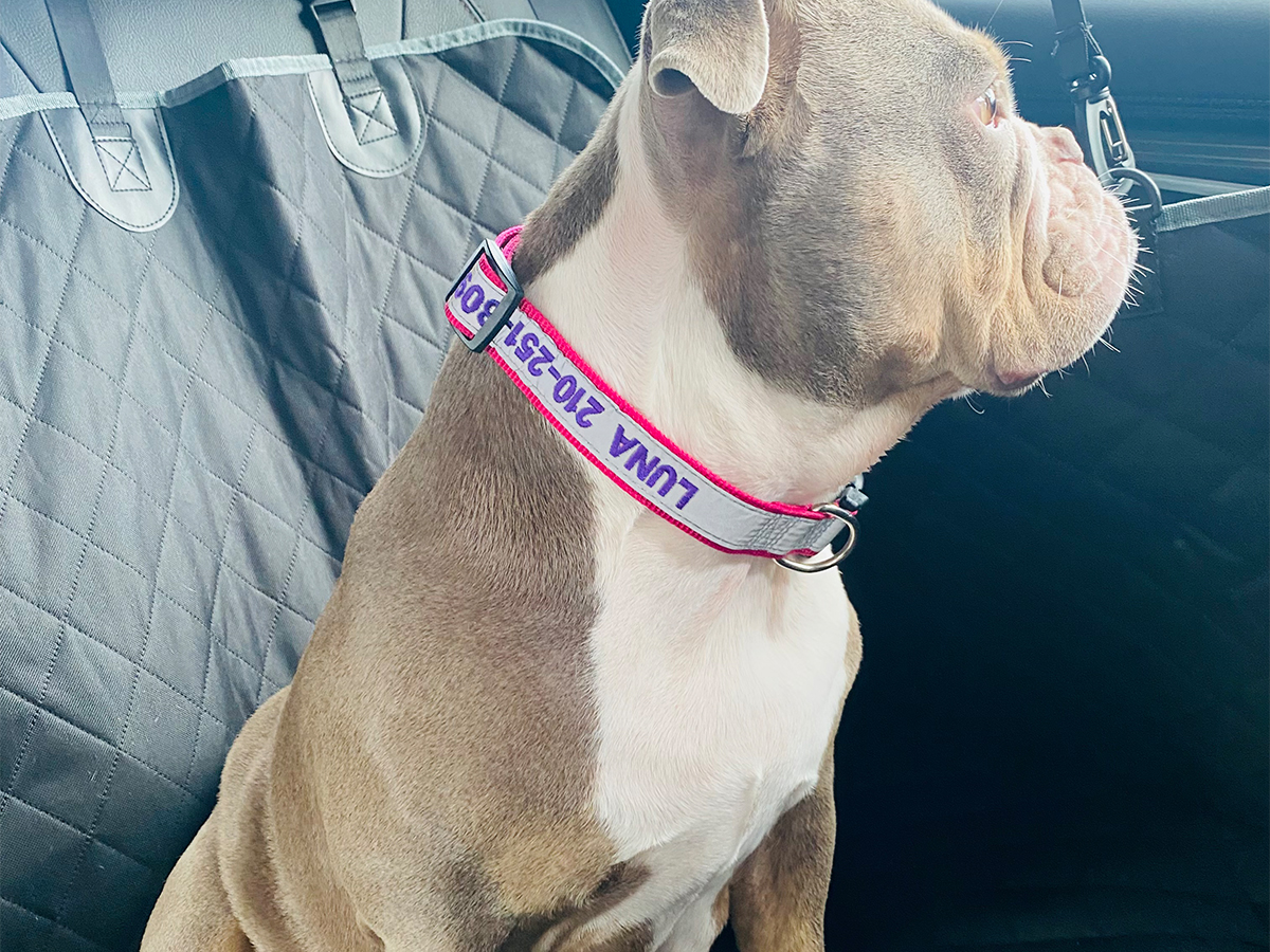 Personalized Dog Collars Only $5.99 on Amazon